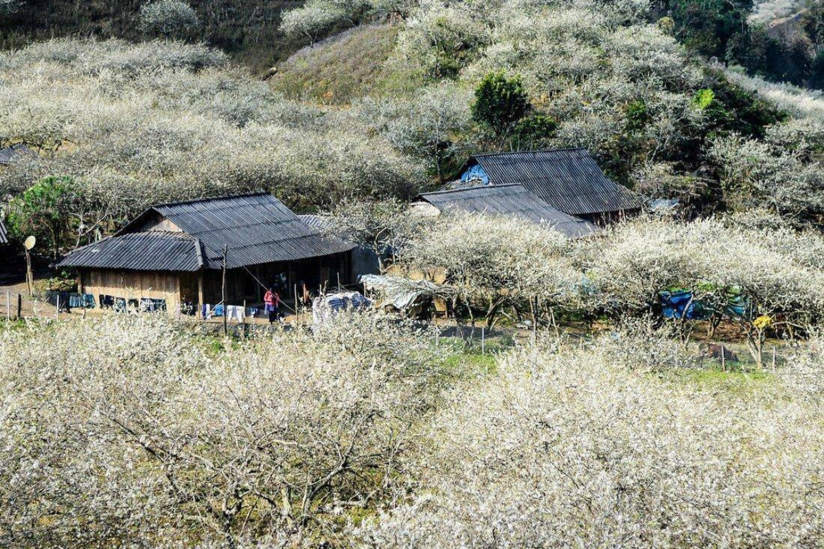 Morning sunlight over the plum blossom fields in Na Ka Valley